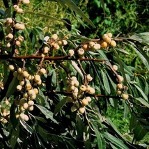 Russian Olive Tree Seeds Elaeagnus angustifolia 5 Seeds Fresh Seeds - $14.98