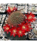 Rebutia Fulviseta Cactus Cacti Succulent Live Plant in 4&quot; Pot - $839.81 MXN