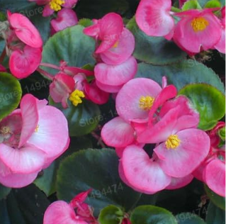 Colorful Begonia Flower Flores Rare Rose Rieger Begonia Flower Seeds Col... - $16.99