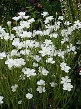 50 Pcs White Agrostemma Flower Seeds #MNSS - £11.75 GBP