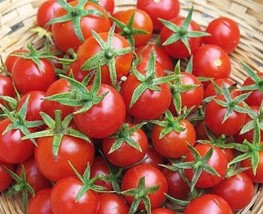 GIB 50 Seeds Easy To Grow Super Sweet Cherry Tomato Vegetable Tomatoes Food - £7.03 GBP