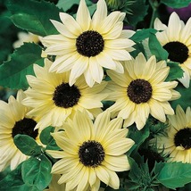35 Vanilla Ice Sunflower Unusual Long -Lasting Flower Seeds Annual - £14.35 GBP