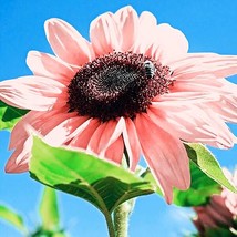 50 Pink Sunflower Seeds For Planting Heirloom And Non-Gmo Seeds Garden - £13.41 GBP