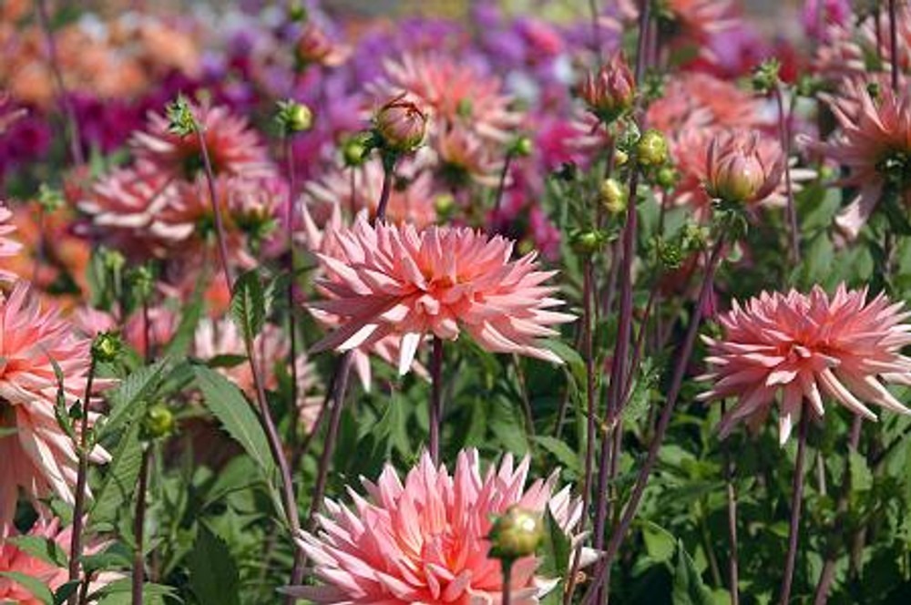 Preference Dahlia Cactus- 1 Root Clump - $31.99