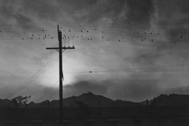 Birds on wire, evening by Ansel Adams - Art Print - £17.29 GBP+