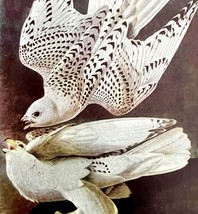 Gyrfalcon White Bird 1950 Lithograph Print Audubon Nature First Edition DWU14B - £24.12 GBP