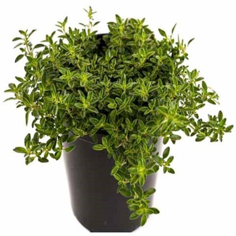 Thyme Variegated 4Inches Plant Lemon Outdoor Live Plant - $18.99