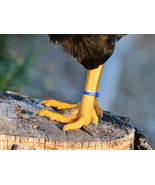 50 blue Numbered Poultry Zband Leg Bands ~Fits Chickens,Geese,Ducks - £11.00 GBP