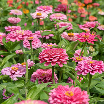 100 Illumination Zinnia Seeds Planting Gardening USA SELLER - £10.44 GBP