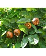 BRN Showy Medlar Mespilus Germanica Tree Seeds Edible Fall Color Hardy U... - $253.22 MXN
