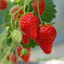 50 Strawberry Plants Earliglow Early Season June Bearing Strawberry Plan... - $131.11 CAD