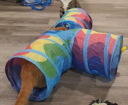 Cat Tunnel, Collapsible Tube with 1 Play Ball Kitty 32&quot;L x 12&quot;W x 10&quot;H - $17.82