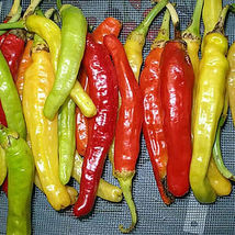 25 Seeds Charleston Pepper Vegetables Garden - £7.73 GBP