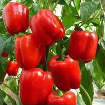 30+ Sweet Big Red Pepper Seeds  Heirloom Bell Peppers Planting Garden non-gmo - £8.63 GBP