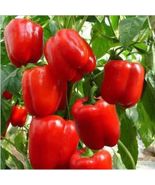 30+ Sweet Big Red Pepper Seeds  Heirloom Bell Peppers Planting Garden no... - £8.63 GBP