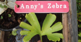 Ginkgo biloba &quot;Anny&#39;s Zebra&quot;, male, grafted, 1 year old - $43.00