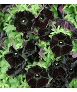 50 SEEDS BLACK PETUNIA FAST PLANT HEIRLOOM SEEDS ACHIEVE BEAUTY - $15.20