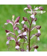 HIMANTOGLOSSUM COMPERIANUM EUROPEAN TERRESTRIAL ORCHID TUBER - $27.00