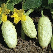 Tiny Elegance Fruits: Miniature Butter Thumb Cucumber, 10 Seeds D - $12.35