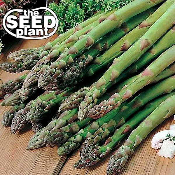 Mary Washington Asparagus Seeds 50 Seeds Fresh Garden - £5.00 GBP