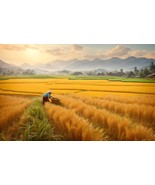 Golden Harvest: A Stunning Oil Painting of a Rice Field in the Mountains - $500.00