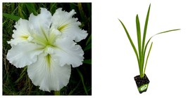 Iris Louisiana &#39;Waihi Wedding&#39; American wildflower - Iris - Live Plant - £35.34 GBP