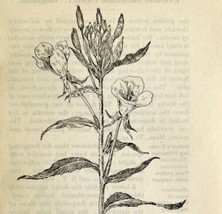 1905 Evening Primrose Wild Flower Print Pen &amp; Ink Lithograph Antique  - £13.80 GBP