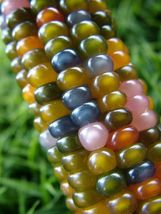 40 Seeds for Planting Glass Gem Indian Corn Vibrant and Translucent Corn - £16.49 GBP