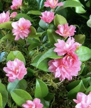 Fragrant Pink Camellia Japonica Live Plant 10+” Tall Rooted Rose Pink Organic - £25.91 GBP