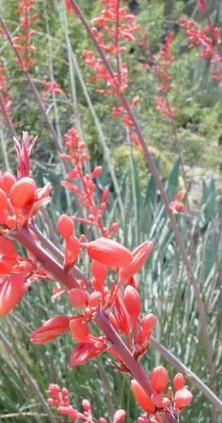 Yucca Red Yucca Drought Tolerant Flower 10 Fresh Seeds - £11.15 GBP