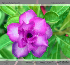 New Fresh Blue Spirit Adenium Obesum Perennial Bonsai Flower Seeds Pack 2 Seeds  - $4.16