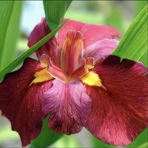 Best Louisiana Iris &#39;Ann Chowning&#39; native American wildflower / Iris / Live Plan - £22.34 GBP