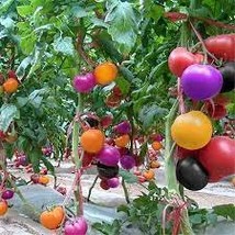 100 PCS Seeds Rainbow Tomato - $10.74