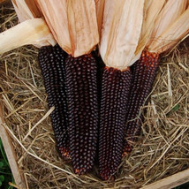 Fresh 1/2 Oz ~75 Organic Dakota Black Corn Seeds; Ornamental Popcorn Gro... - $7.00 CAD
