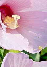 25 Great Rose Mallow Seeds Hibiscus Grandiflora Fresh USA Fast Shipping - $11.90