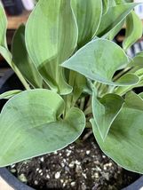 (1) 6” Live Bareroot Perennial Starter Plant Blue Green Hosta Sieboldiana - £20.91 GBP