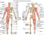 Human Skeleton with Muscles Anatomy Diagram A2 Poster 59cm x 42cm Print ... - £7.83 GBP