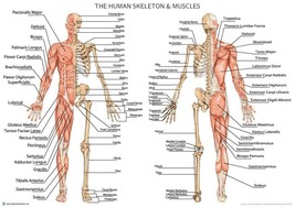 Human Skeleton with Muscles Anatomy Diagram A2 Poster 59cm x 42cm Print BLPA2P15 - £7.84 GBP