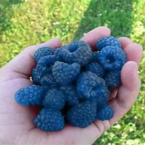100 Seeds Blue Raspberry Berries Raspberries Fresh Fruit Garden