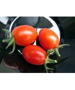 Candy of the Forbidden City - sweet grape tomato - $5.50