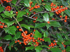 20 Griscom American Holly Seeds Ilex Opaca Griscom Seeds Fresh Fast Shipping - $9.80