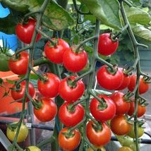 Supersweet 100 Tomato Seeds  (F1) Non-GMO  - £9.15 GBP