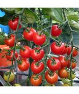 Supersweet 100 Tomato Seeds  (F1) Non-GMO  - £9.08 GBP