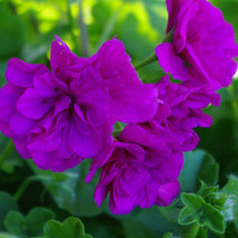 Ivy Geranium Vagabond Seeds 10 Seeds Pelargonium Peltatum Double Purple Petals B - $10.87