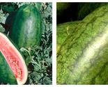 Watermelon Seeds Giant Congo - 2 g - Approximately 25 Seeds - $24.93