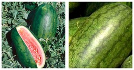 Watermelon Seeds Giant Congo - 2 g - Approximately 25 Seeds - £19.54 GBP