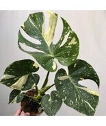 Monstera Thai Constellation Variegated Rare Starter Plant New Rooted Cut... - $13.99+