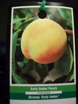 EARLY AMBER PEACH 4&#39;-6&#39; Fruit Tree Plant Sweet Peaches Orchard Trees Garden Plan - £76.68 GBP