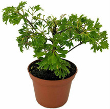 2.5&quot; Pot Houseplant Polyscias Japanese Ming Aralia Live Tree Plant Indoor  - £36.67 GBP