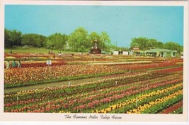 Michigan Postcard Holland Nellis Tulip Farm Lakewood Boulevard - $2.96